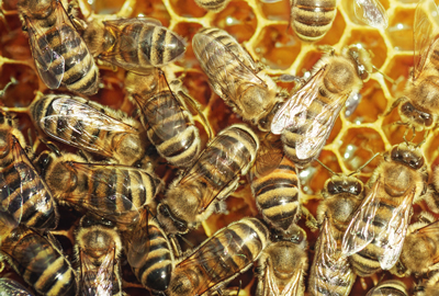 Zakrmení včel na zimu a podněcování